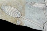 Stunning Crinoid Plate ( species) - Crawfordsville #94830-7